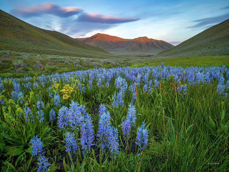 Nature Photograph - Bright Blue Meadow Idaho by Leland D Howard