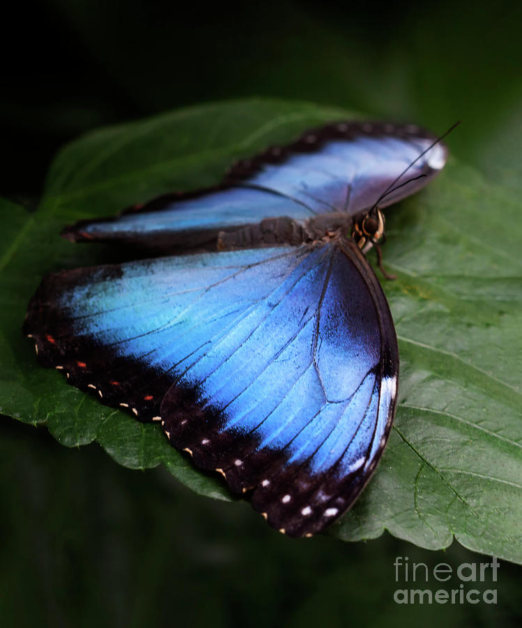 Bright Blue Morpho Butterfly  Photograph by Ruth Jolly