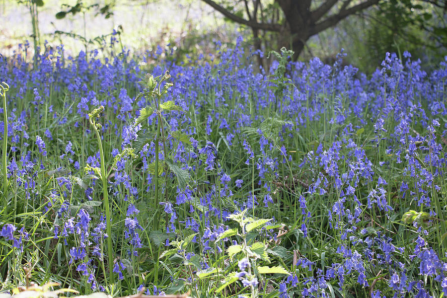 Bright Bluebells Blooming In Spring Photograph