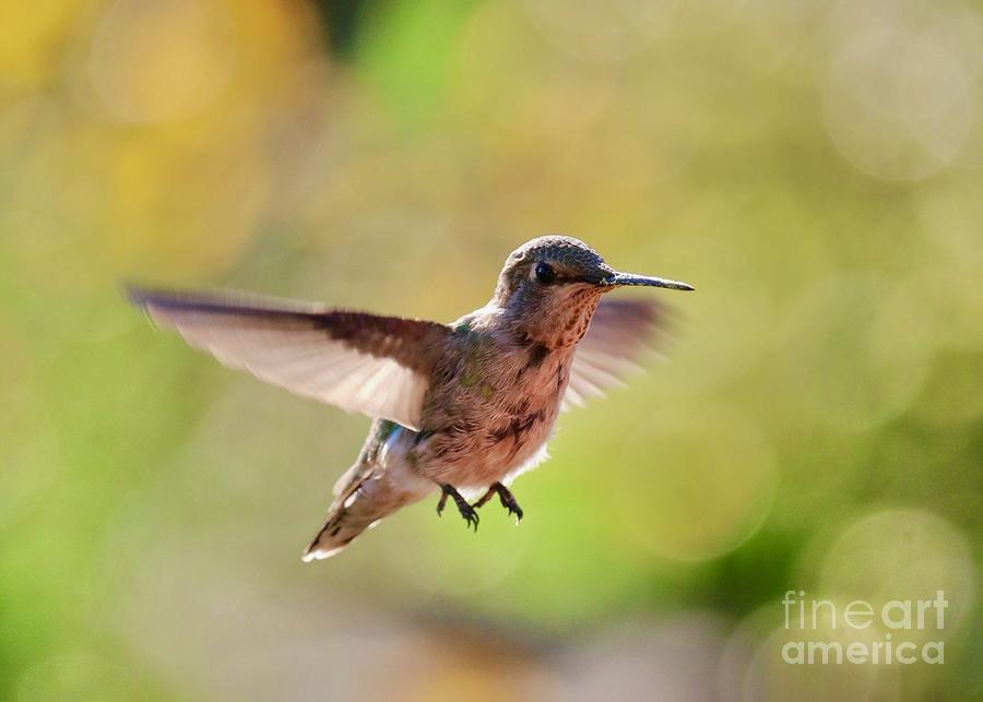 Bright Bokeh Hummingbird Photograph by Carol Groenen