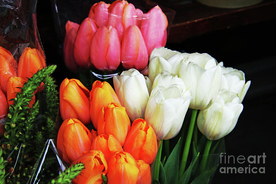 Tulip Photograph - Bright Bunches by Michael May