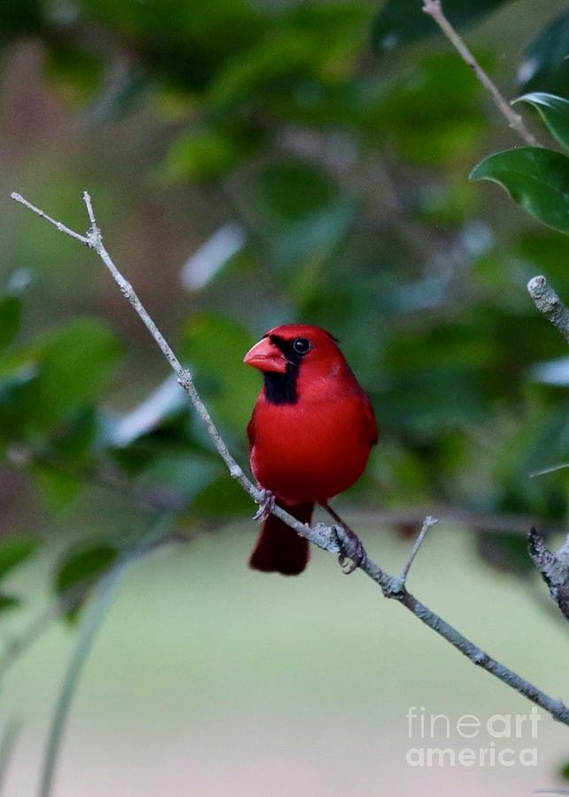 Bright Cardinal Photograph by Carol Groenen