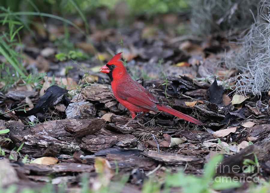 Bright Cardinal in Mulch Photograph by Carol Groenen