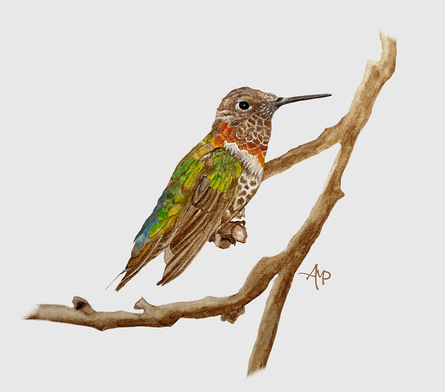 Hummingbird Painting - Bright Colored Hummingbird by Angeles M Pomata