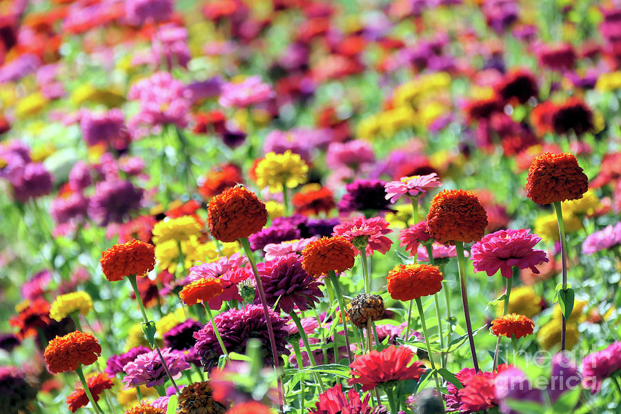 Bright Colorful Zinnia Field Photograph by Vivian Krug Cotton