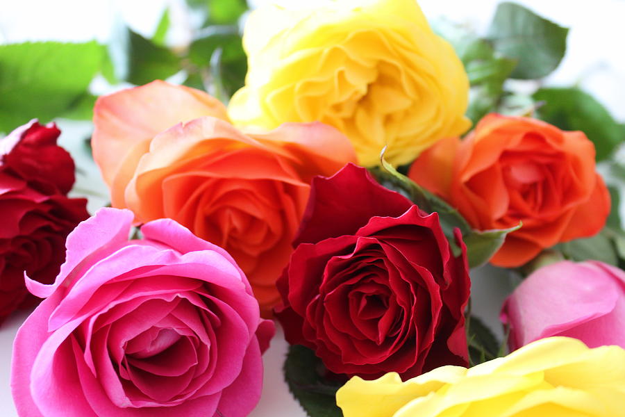 Bright Coloured Roses Display Photograph by Emmie Norfolk - Pixels