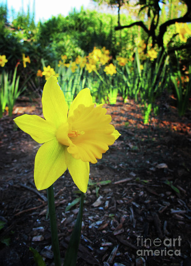 Bright Daffodil Photograph by Ruth Jolly