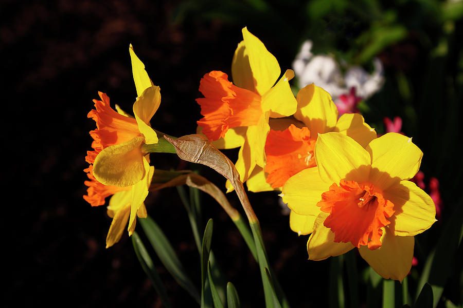 Bright Daffodils Photograph by Sally Weigand