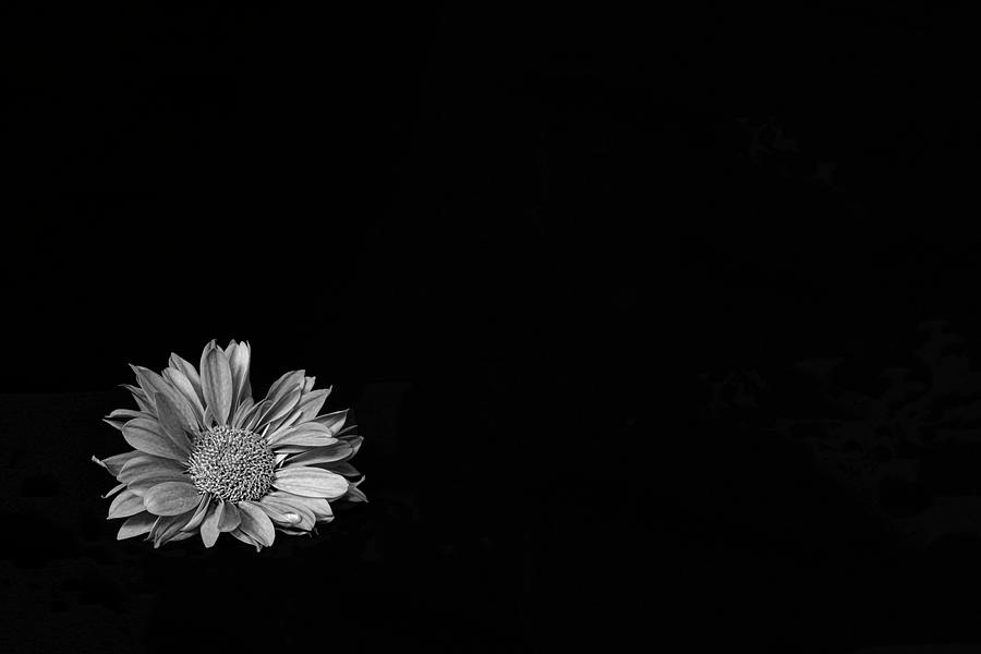 Bright Daisy in the Dark 1 Photograph by Sandi Kroll - Fine Art America