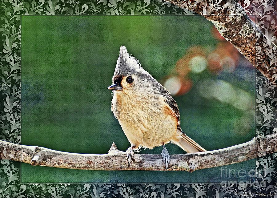 Bright Day Tufted Titmouse 2 Photograph by Debbie Portwood