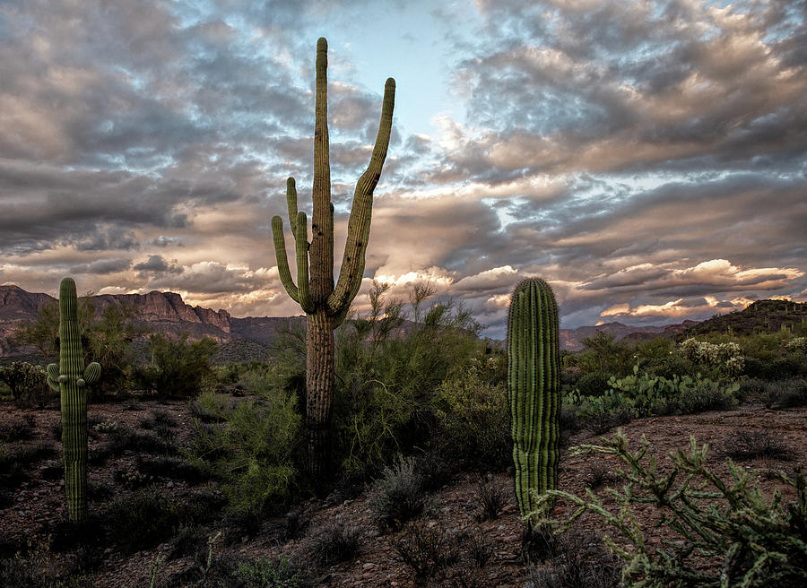 Bright Desert Sky Photograph by Lori Figueroa - Fine Art America