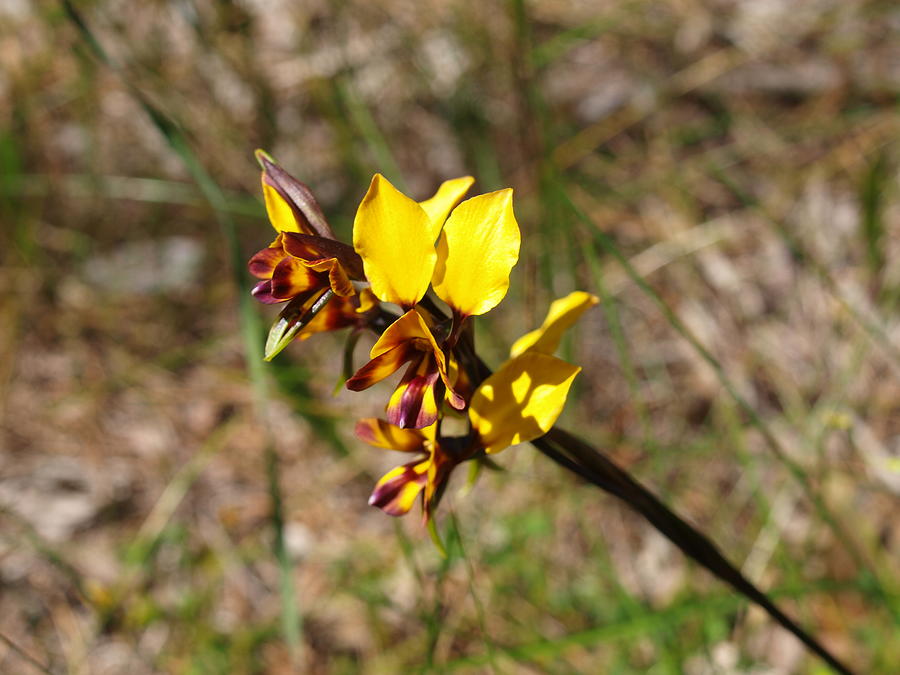 Bright Donkey Orchids Photograph