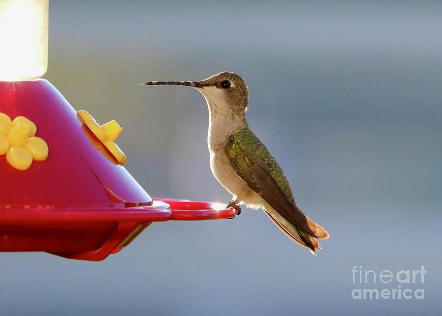Bright-Eyed and Bushy-Tailed Hummingbird Photograph by Carol Groenen