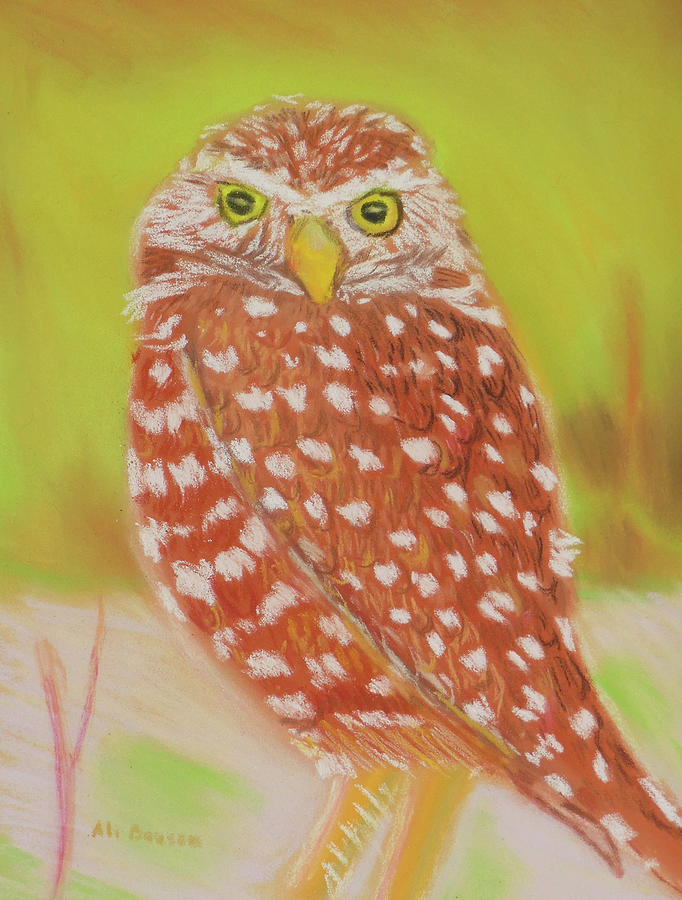 Bright Eyed Burrowing Owl Drawing by Ali Baucom