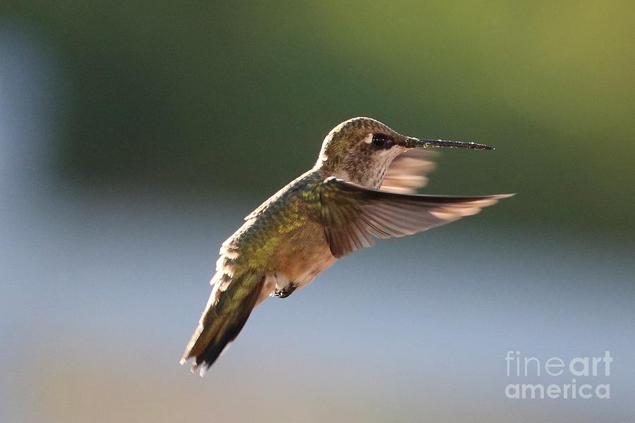 Bright-Eyed Hummingbird Photograph by Carol Groenen