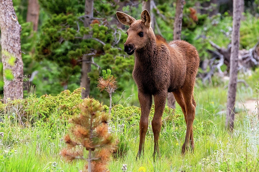 Bright Eyed Moose Calf Photograph by Michael Phillips - Fine Art America