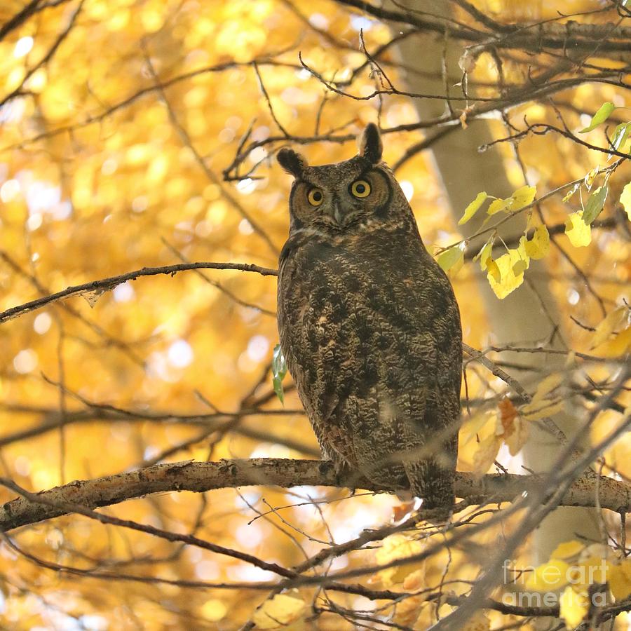 Bright-Eyed Owl in Autumn Tree Photograph by Carol Groenen