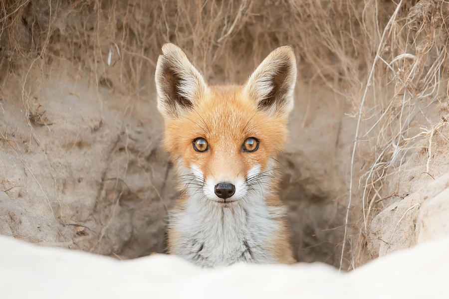 Animal Photograph - Bright Eyes - Fox kit in her den by Roeselien Raimond