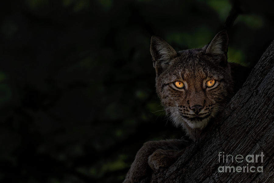 Bright Eyes Lynx Photograph by Arterra Picture Library