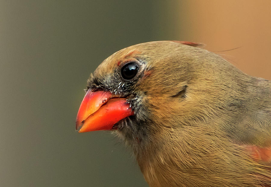 Bright Eyes of a Cardinal Bird Photograph by Sandra Js