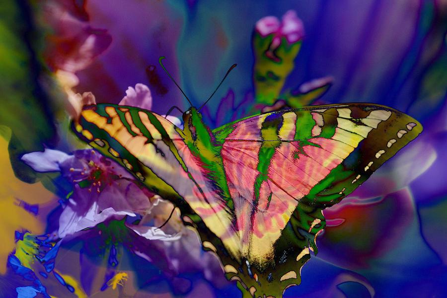 Bright fantasy butterfly Photograph by Barbara Wallace