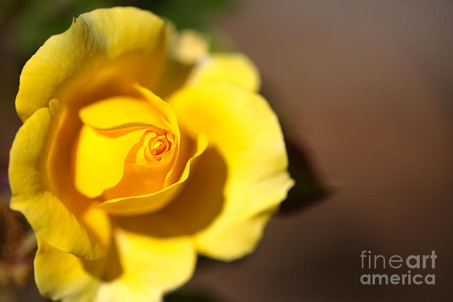 Bright Gold Bunny Rose  Photograph by Joy Watson