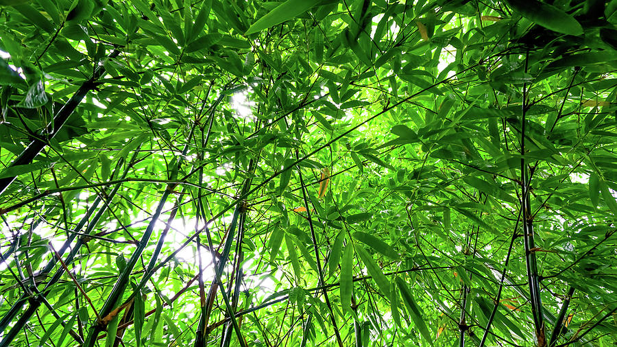 Bright Green Bamboo Tree Tops by Quiet Space Photo Studio LLC