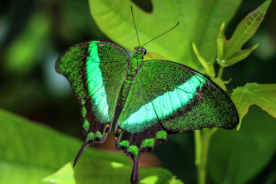 Bright Green Butterfly Photograph by Dawn Richards