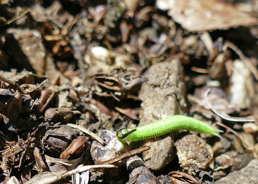 Bright Green Caterpillar Photograph by Maryse Jansen