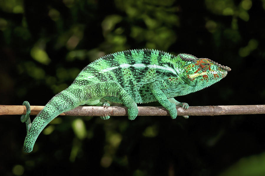 Bright Green Chameleon Photograph by World Art Collective