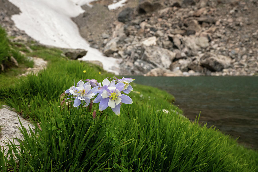 Bright Green Grass and Blooming Columbine Along Andrews Tarn Photograph by Kelly VanDellen