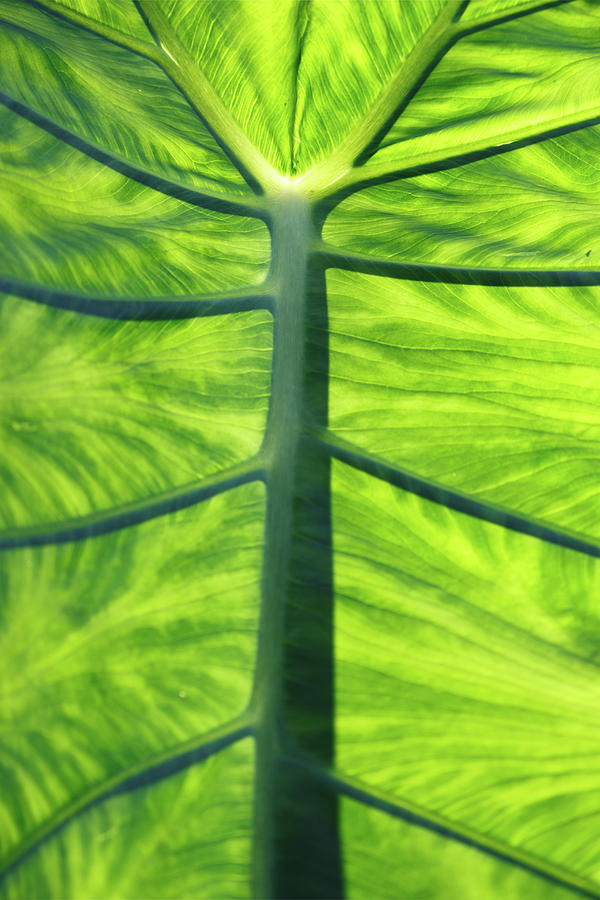 Bright Green Leaf Close Up Photograph by Rick Deacon