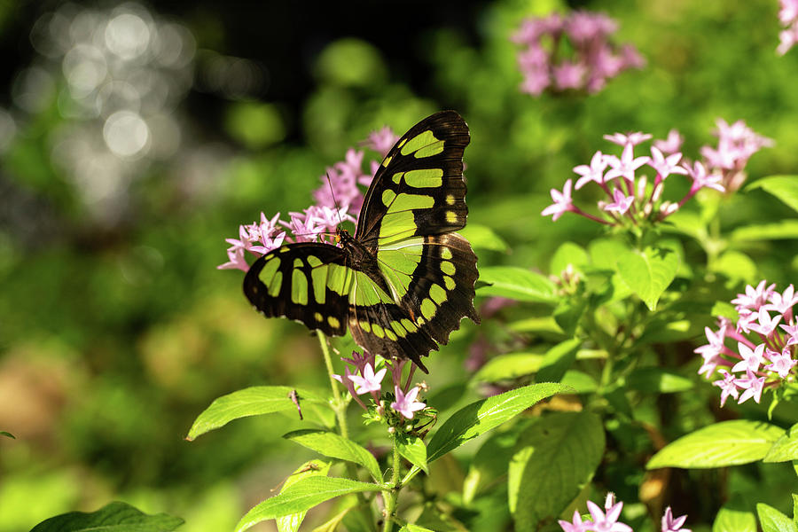 Bright Green Malachite Butterfly In Garden Photograph by Carol Mellema ...