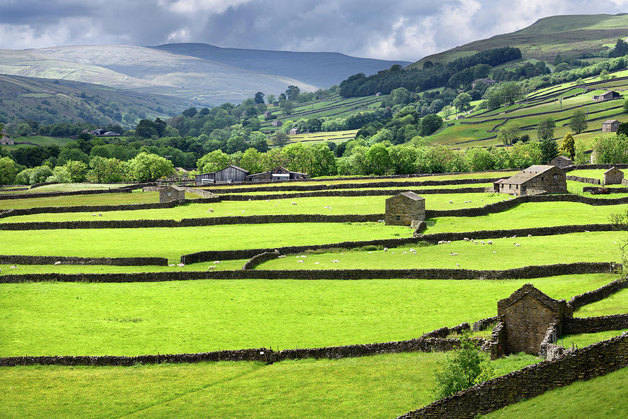 Bright green pasture land for Swaledale sheep with barns and dry Photograph by Reimar Gaertner