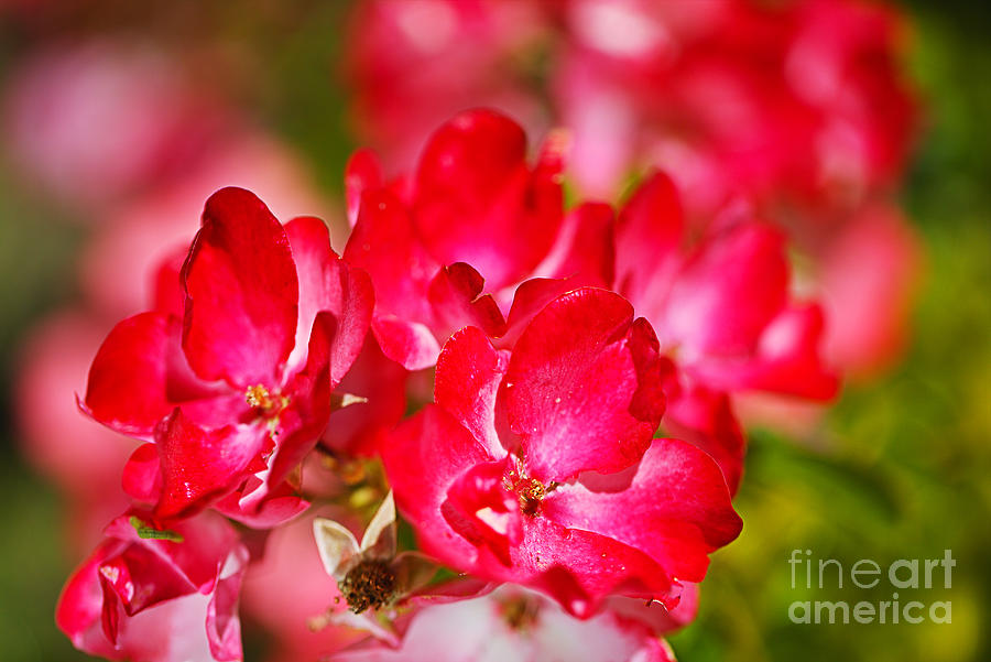 Bright Happy Roses  Photograph by Joy Watson