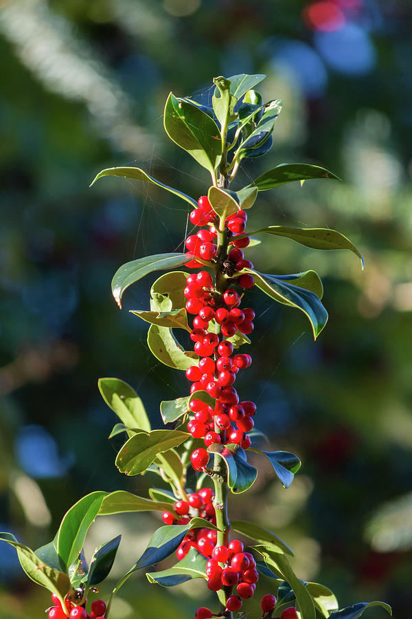 Bright Holly Berries Photograph by Chriss Pagani
