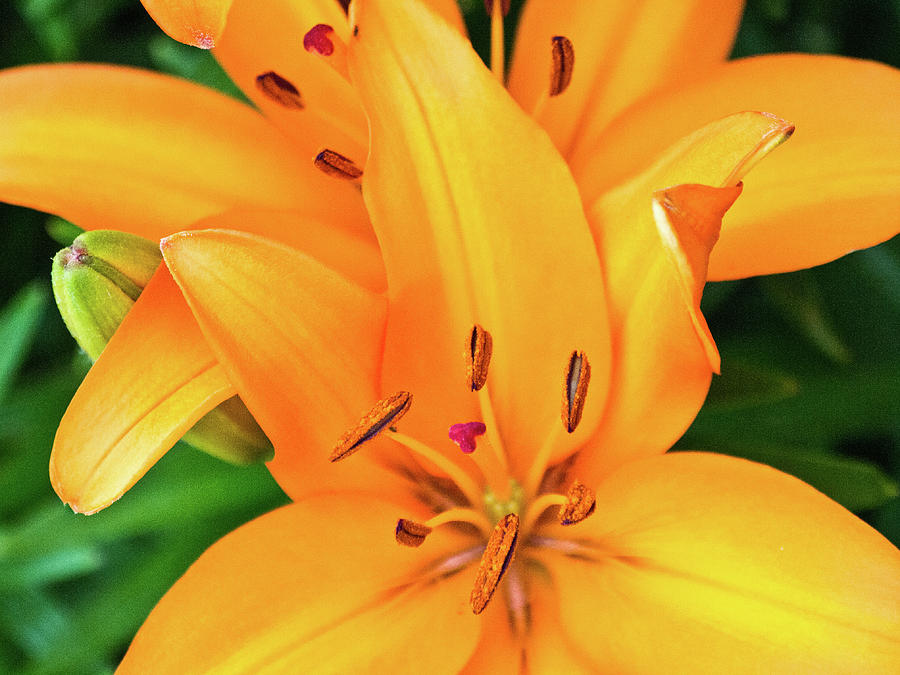 Bright Lily Photograph by David Desautel