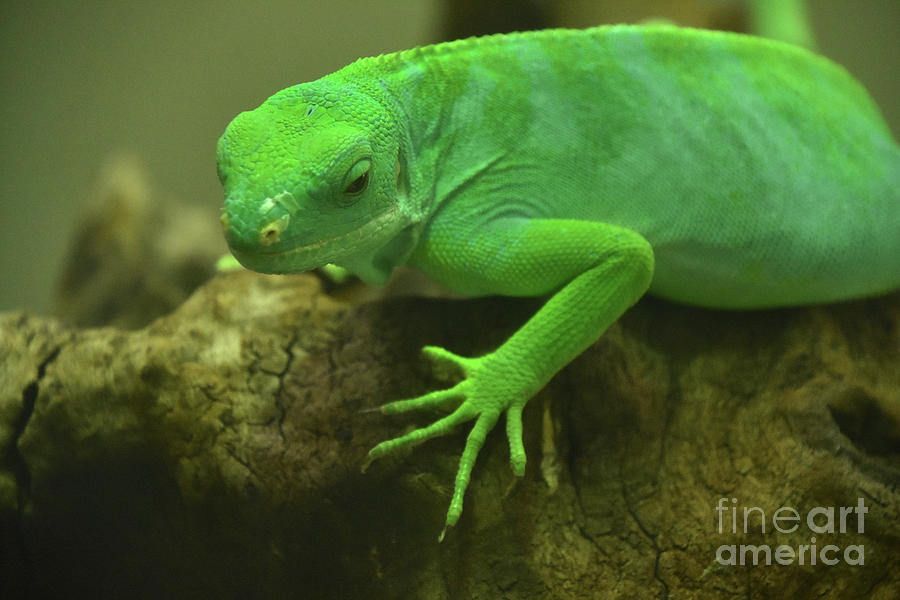 Bright Lime Green Fiji Island Iguana Posing Photograph by DejaVu ...