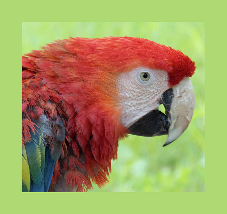 Bright Macaw Photograph by Christy Garavetto