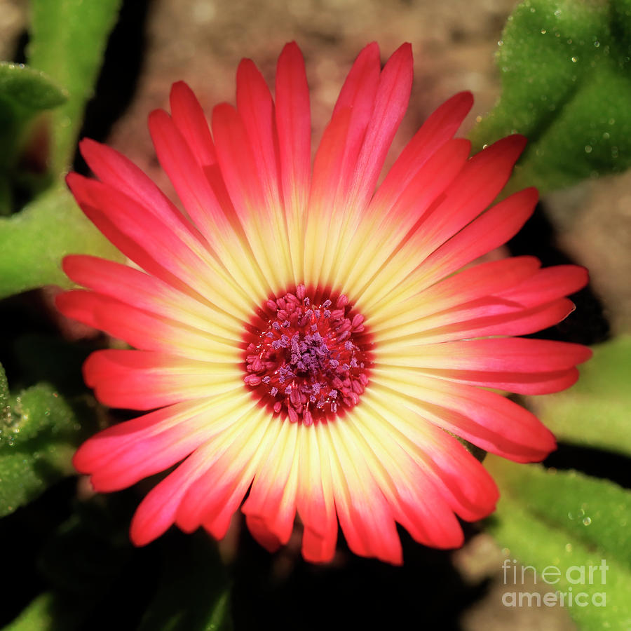Bright Mesembryanthemum Photograph by Terri Waters