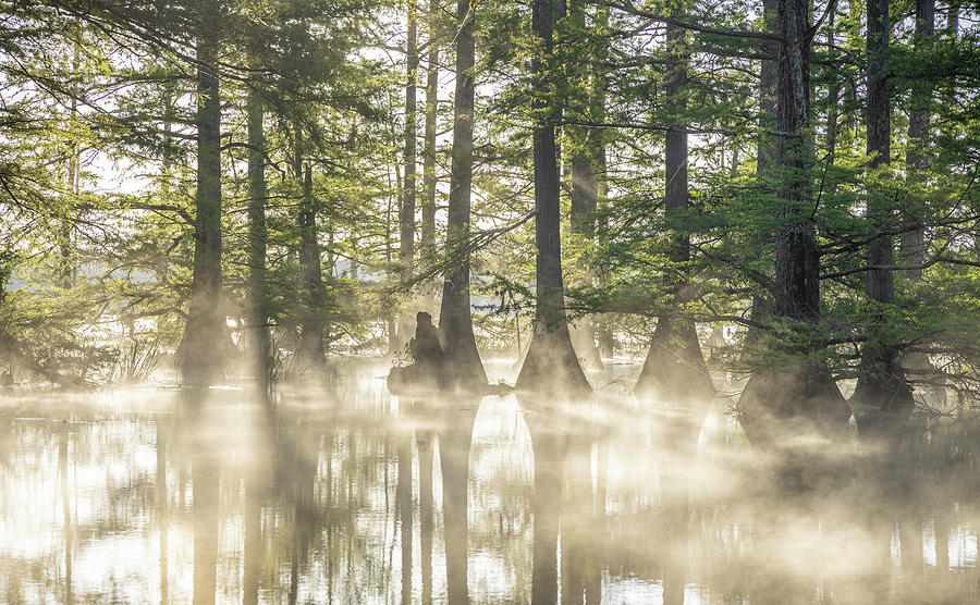 Bright Morning Fog Photograph by Jordan Hill