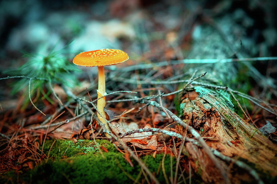 Bright mushroom Photograph by Lilia S