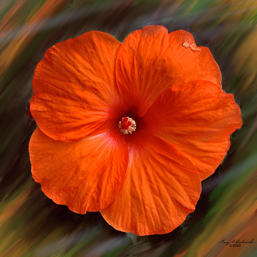 Bright Orange Hibiscus Digital Art