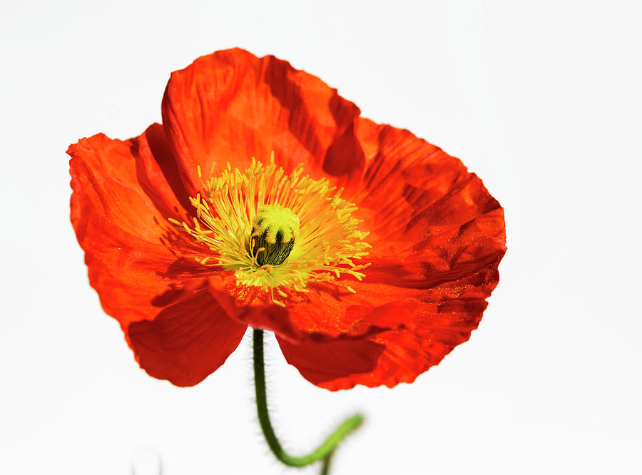 Bright Orange Icelandic Poppy Photograph by Saija Lehtonen | Fine Art ...