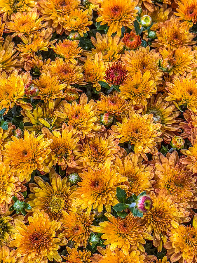 Bright Orange Mums Photograph by Cate Franklyn