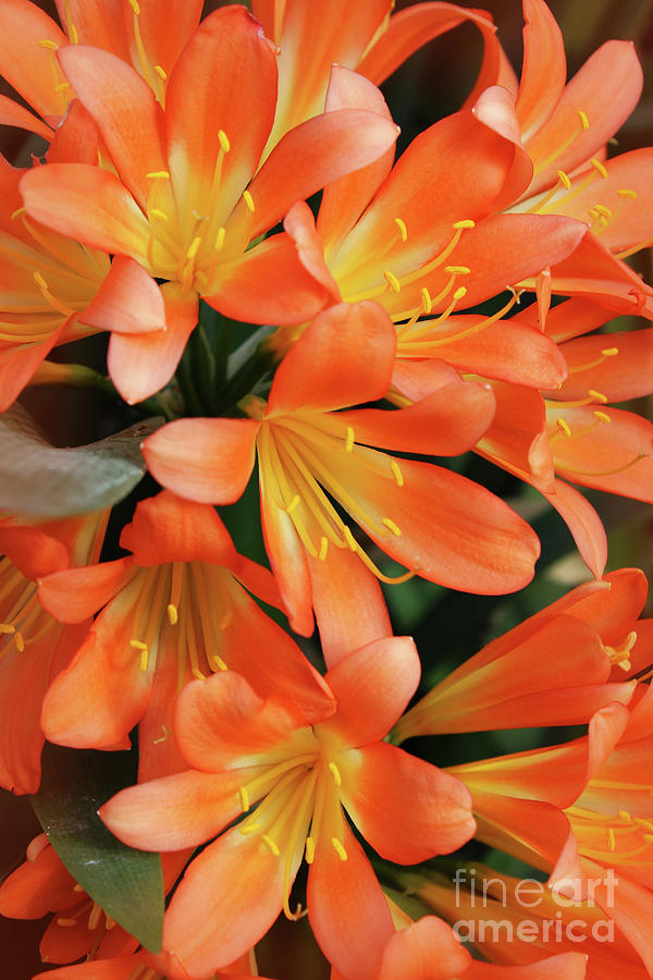 Bright Orange Natal Lily Flowers Photograph by Imladris Images - Fine ...