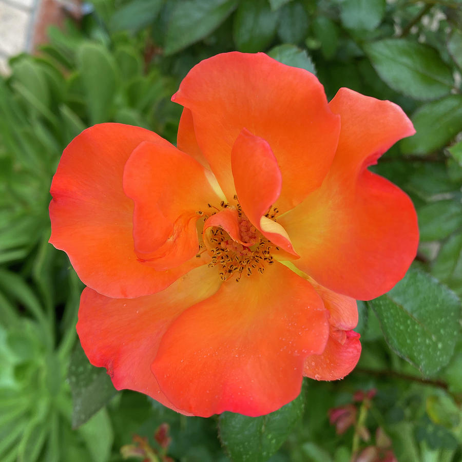 Bright Orange Rose Photograph by Marilyn Borne