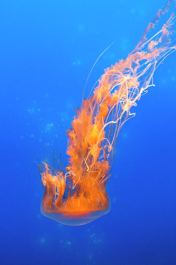 Bright Orange Sea Nettle In Bright Blue Aquarium - Vertical Photograph