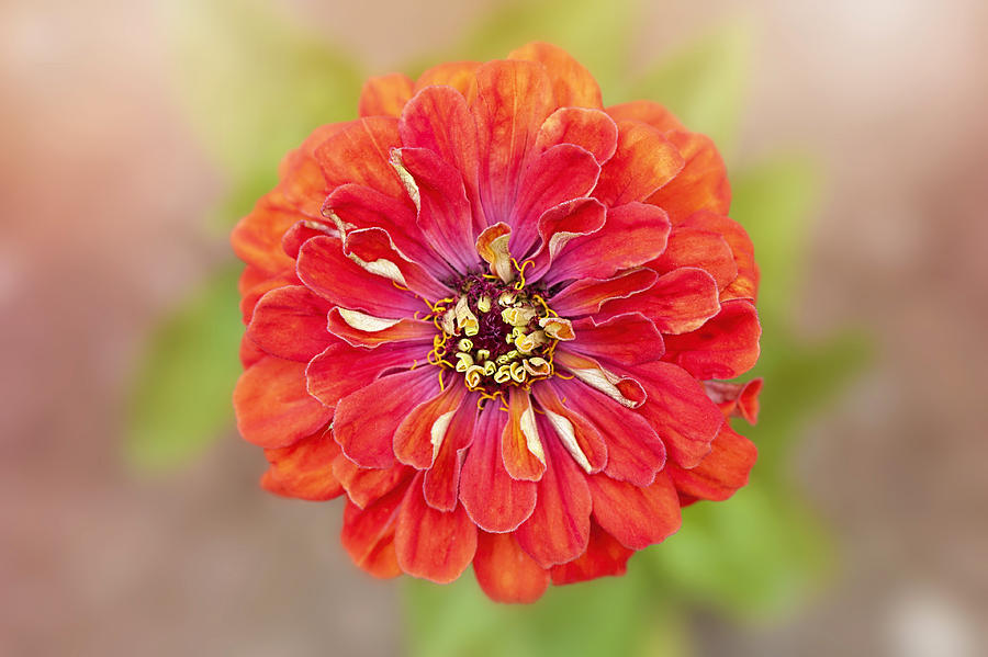 Bright orange Zinnia Profusion series flower Photograph by Jacky Parker Photography