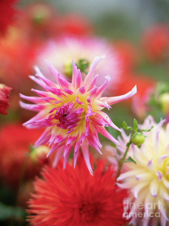 Bright Pink Cactus Dahlia In The Garden Photograph